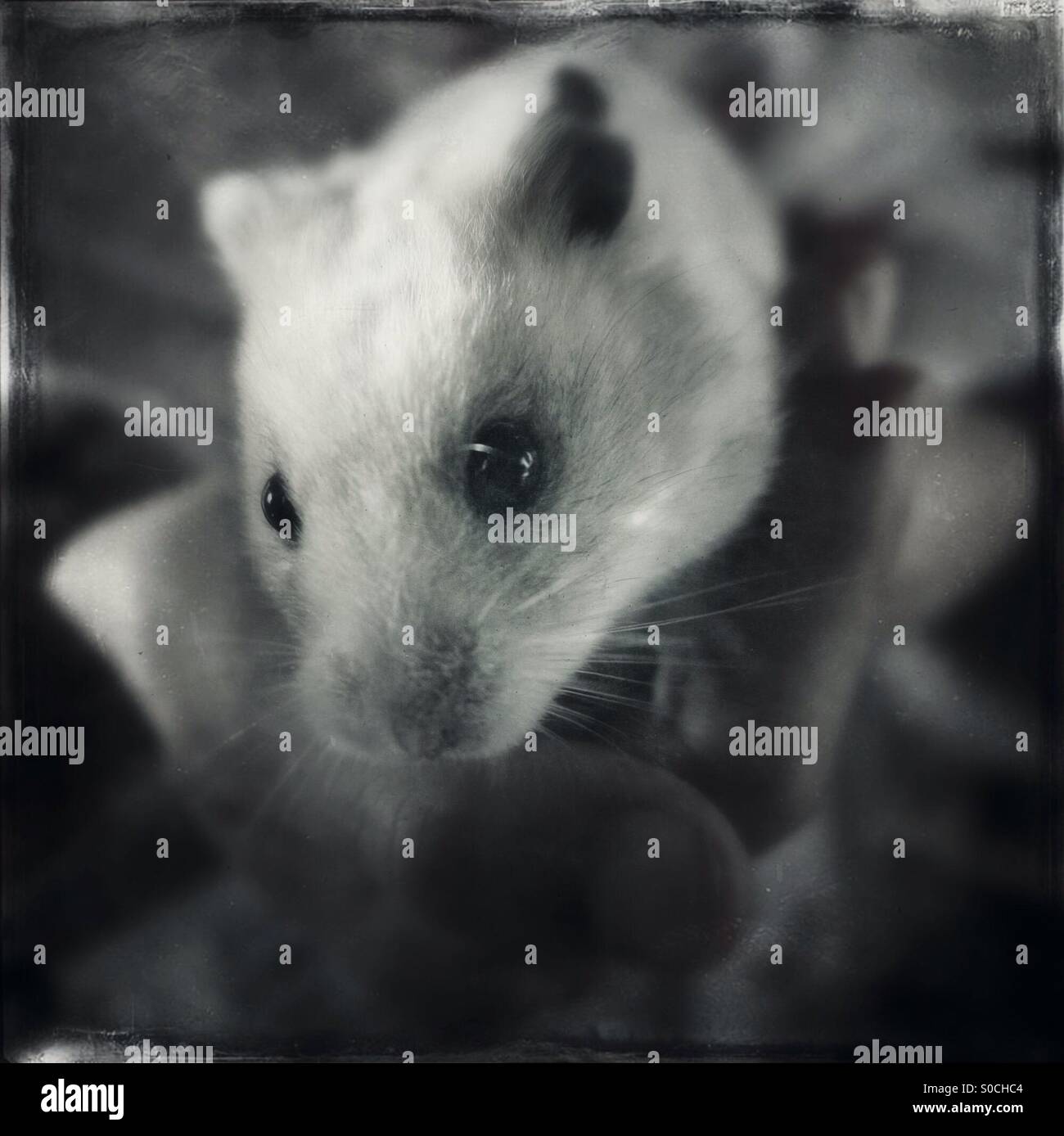 Hamster pour animaux de compagnie Banque D'Images