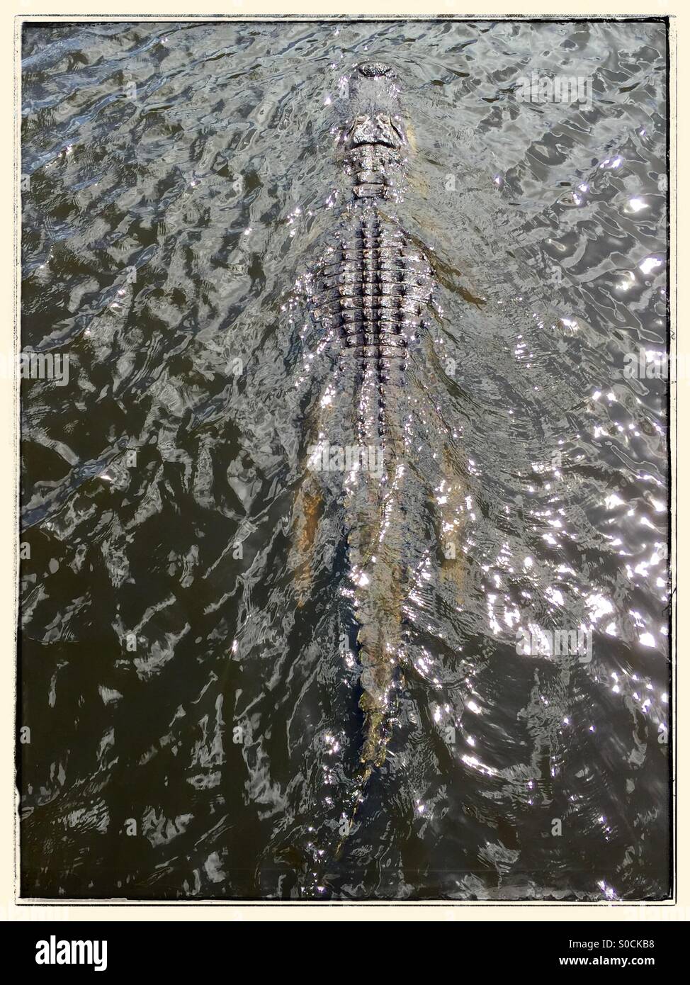 Vue supérieure pleine longueur de alligator nager à Wakodahatchee Wetlands, Delray Beach, Floride, le 10 mars 2015, © Katharine Andriotis Banque D'Images