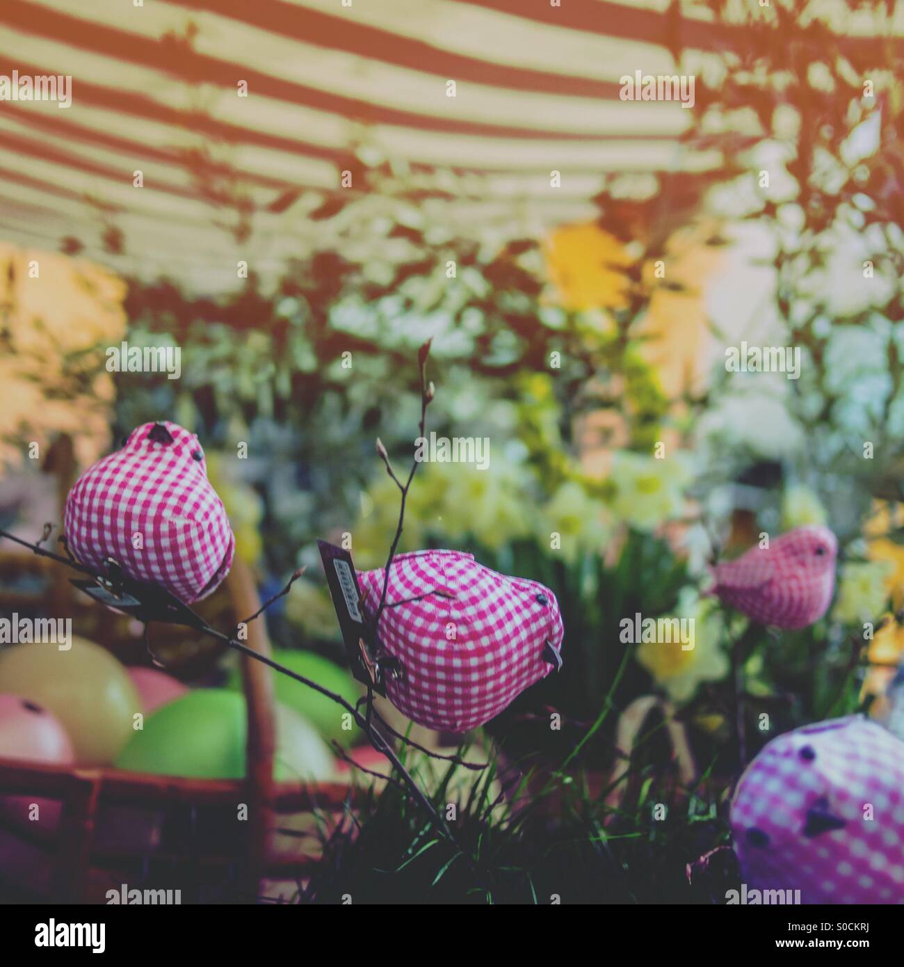 Bmeaster oiseaux et d'œufs - Image de stock capturée avec un smartphone