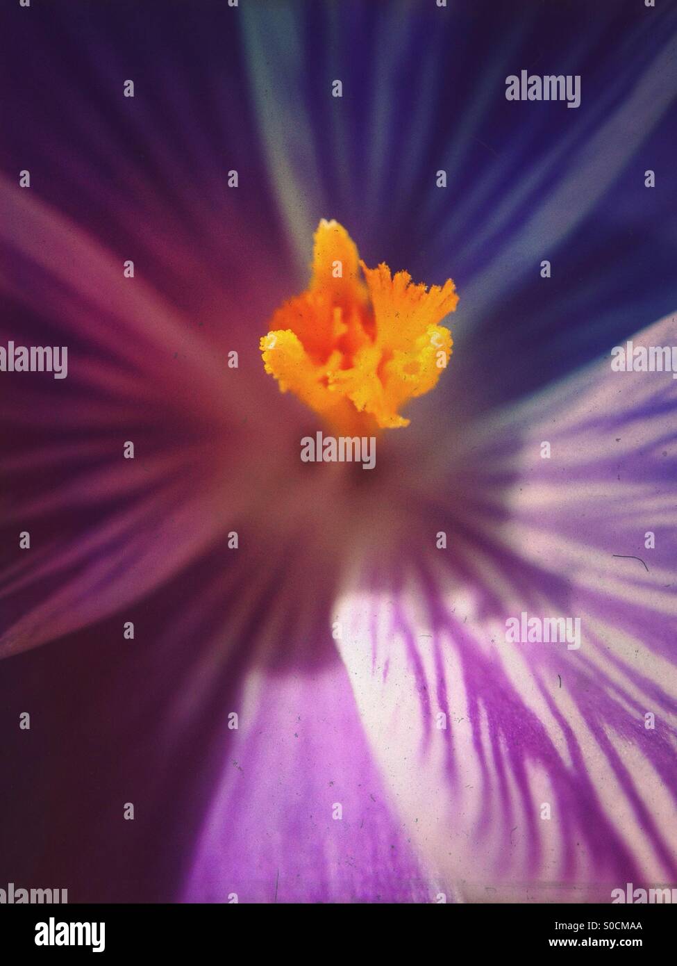 Close up de fleurs chionodoxa Banque D'Images