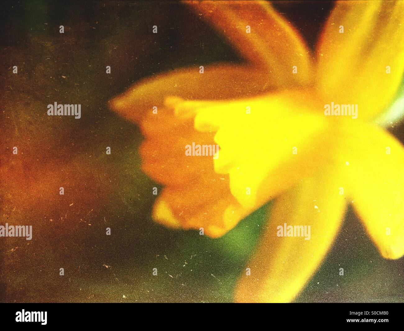 Gros plan d'une fleur jonquille Banque D'Images