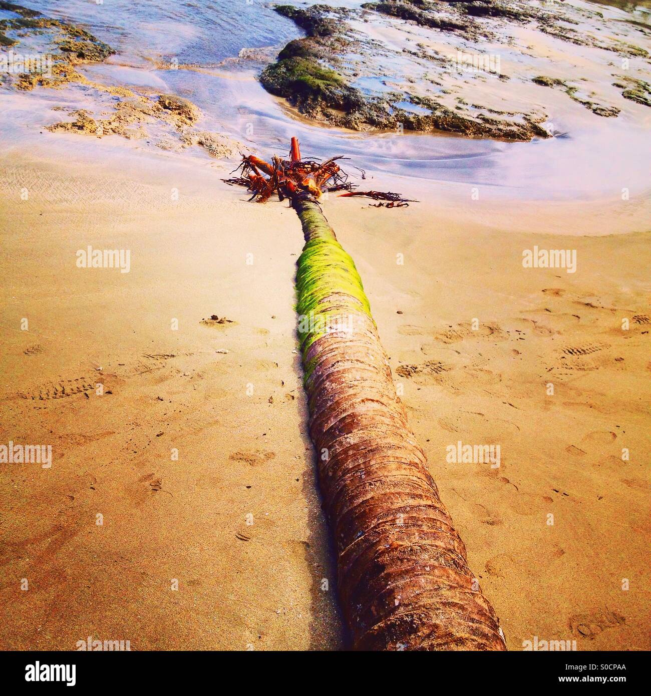 Dead palmier sur la côte Atlantique, le Costa Rica Banque D'Images