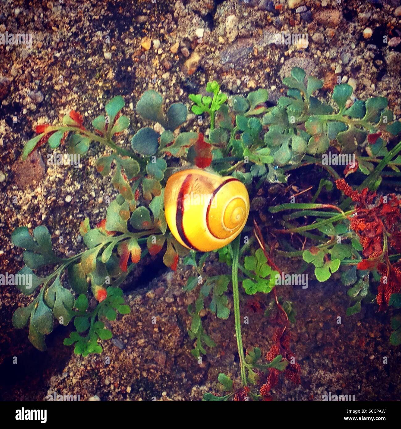 Escargot jaune à Genève, Suisse. Banque D'Images