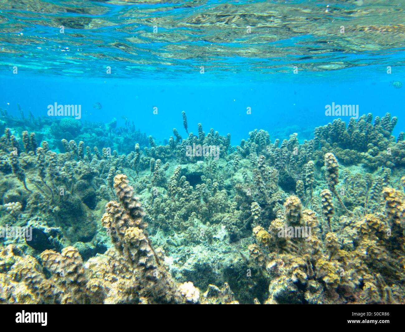 Photographie sous-marine des récifs coralliens et de la vie marine Banque D'Images