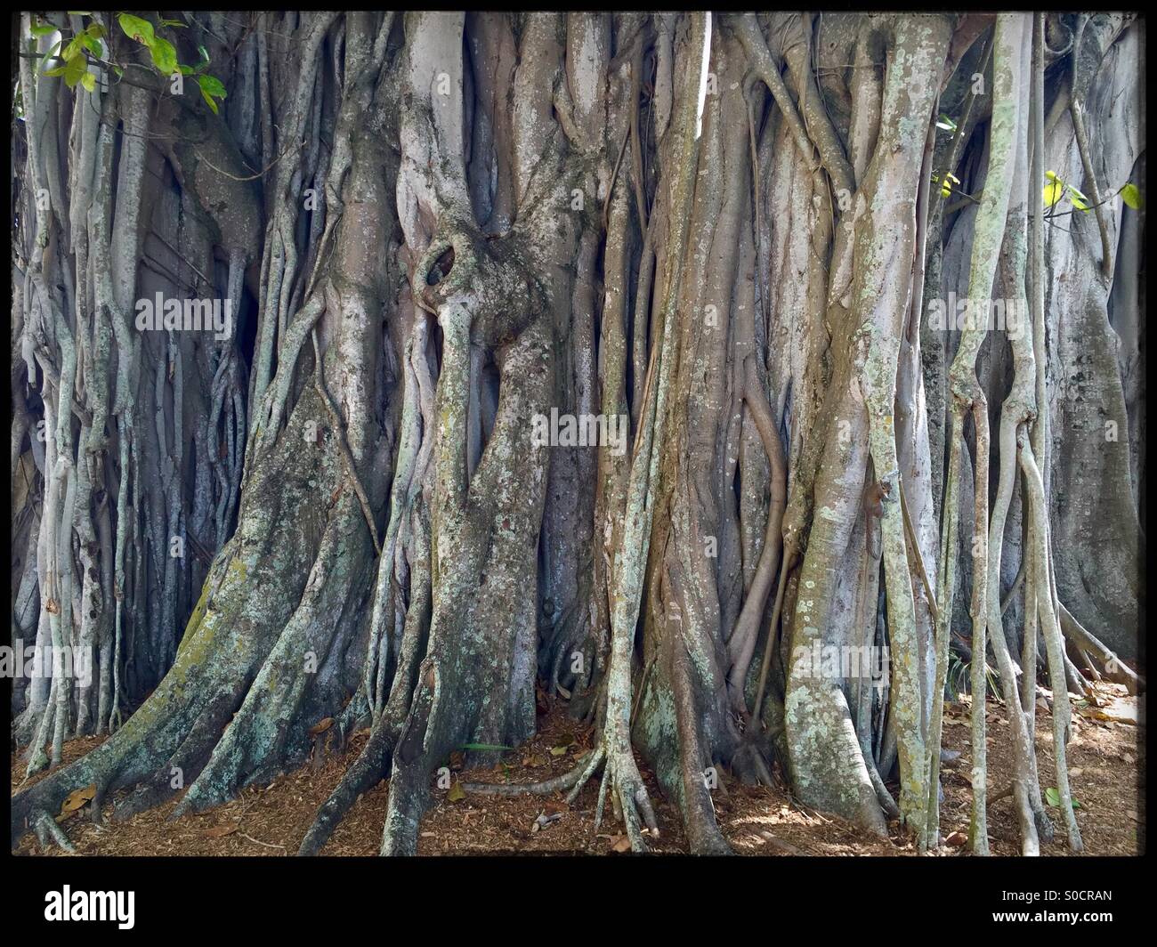 Close up de racines de l'arbre Banyan géant, USA, le 13 mars 2015, © Katharine Andriotis Banque D'Images