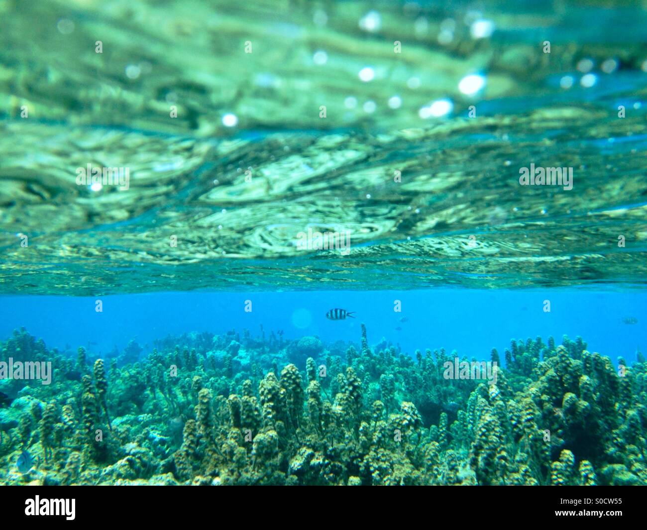 Photographie sous-marine des récifs coralliens et de la vie marine Banque D'Images