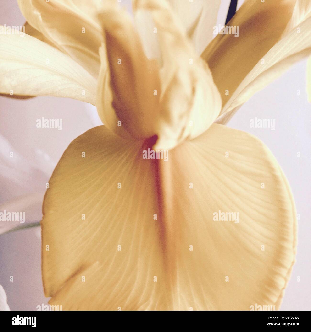 Narcisse jaune Banque D'Images
