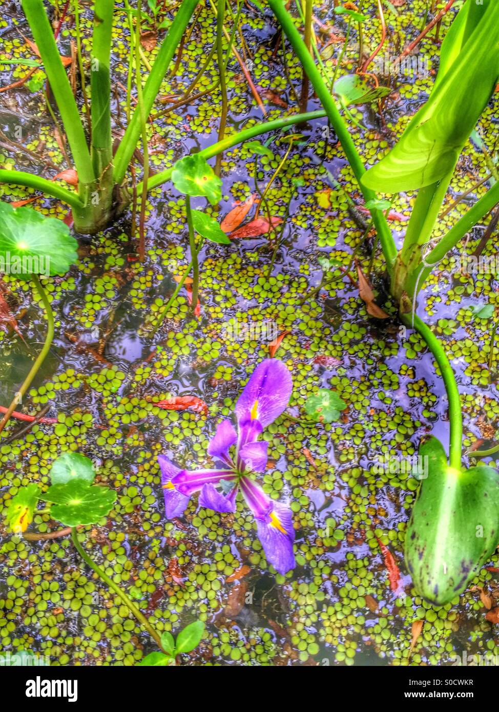 Bayou swamp flower Banque D'Images
