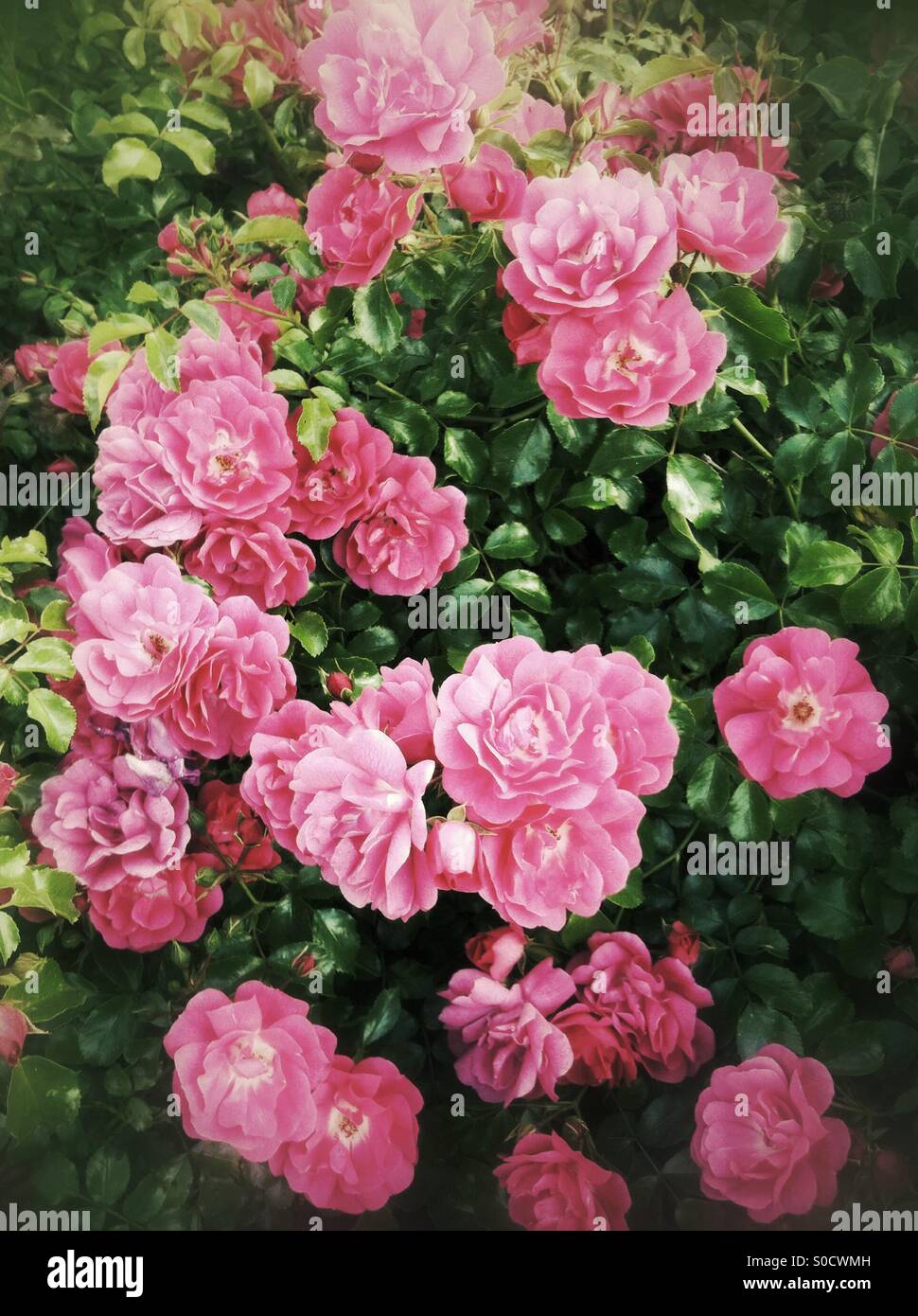 Fleurs rose rose Banque D'Images