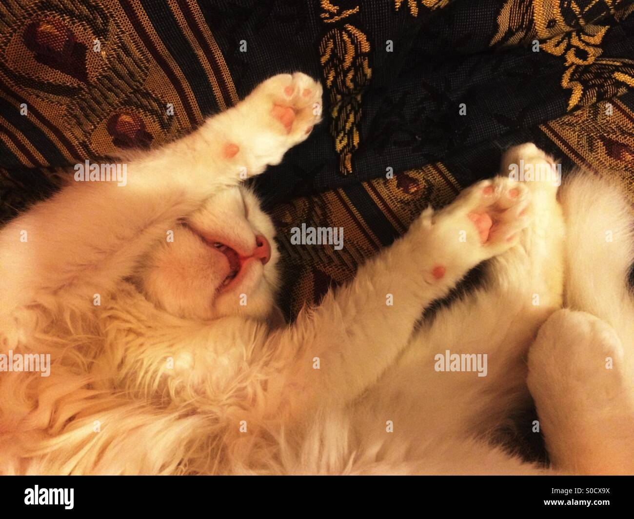 Chat Angora dormant sur son dos avec ses jambes avant Banque D'Images