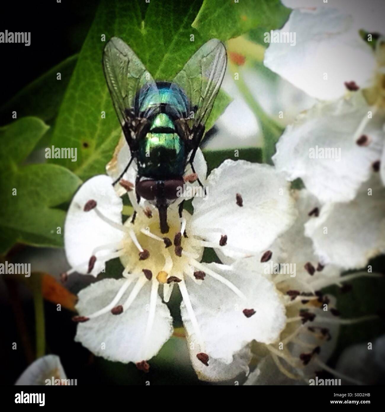 Une mouche lèche une fleur blanche à Zahara de la Sierra, Sierra de Cadiz, Andalousie, Espagne Banque D'Images