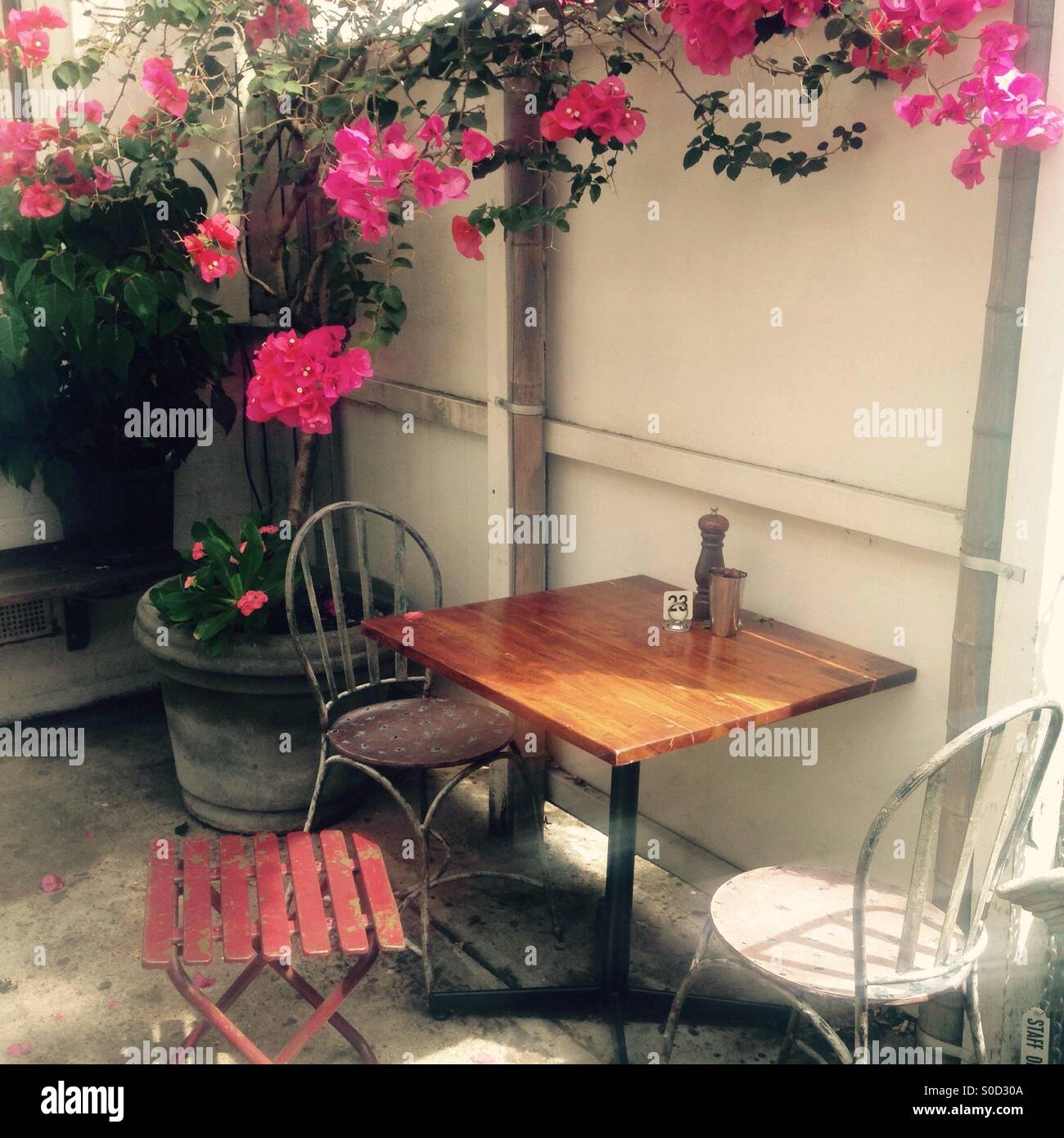 Cafe cour avec pot semoir bougainvillea Banque D'Images