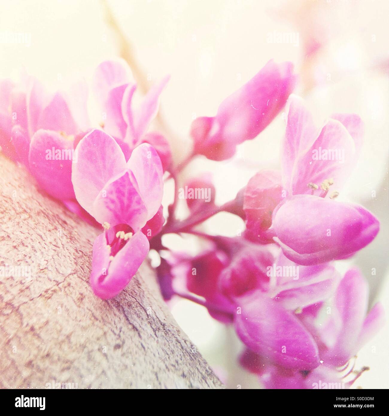 Eastern Redbud fleurs Banque D'Images