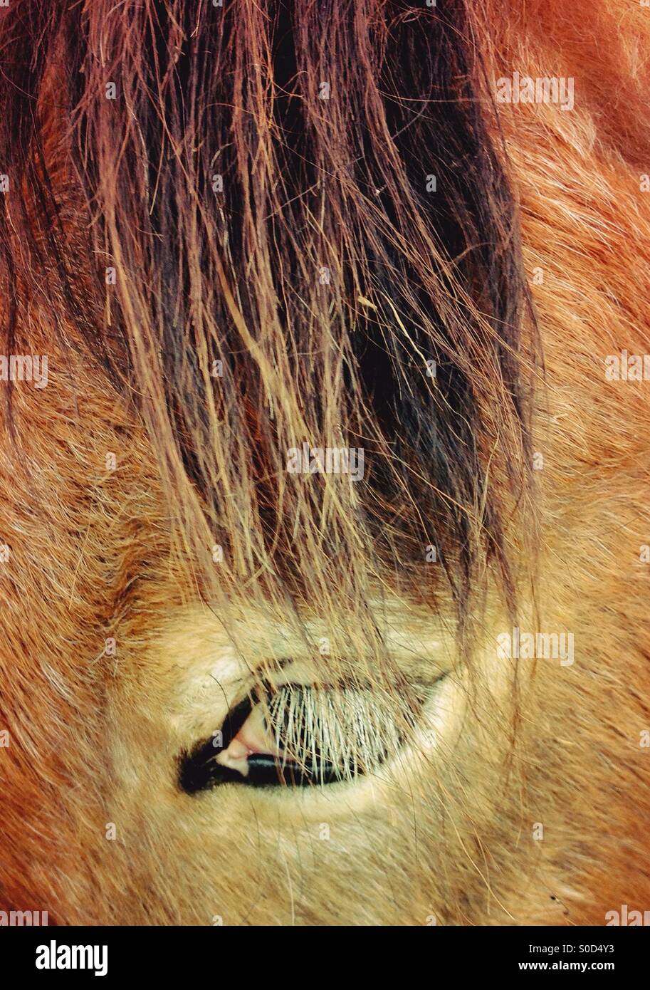 Close up of a Horse's eye Banque D'Images