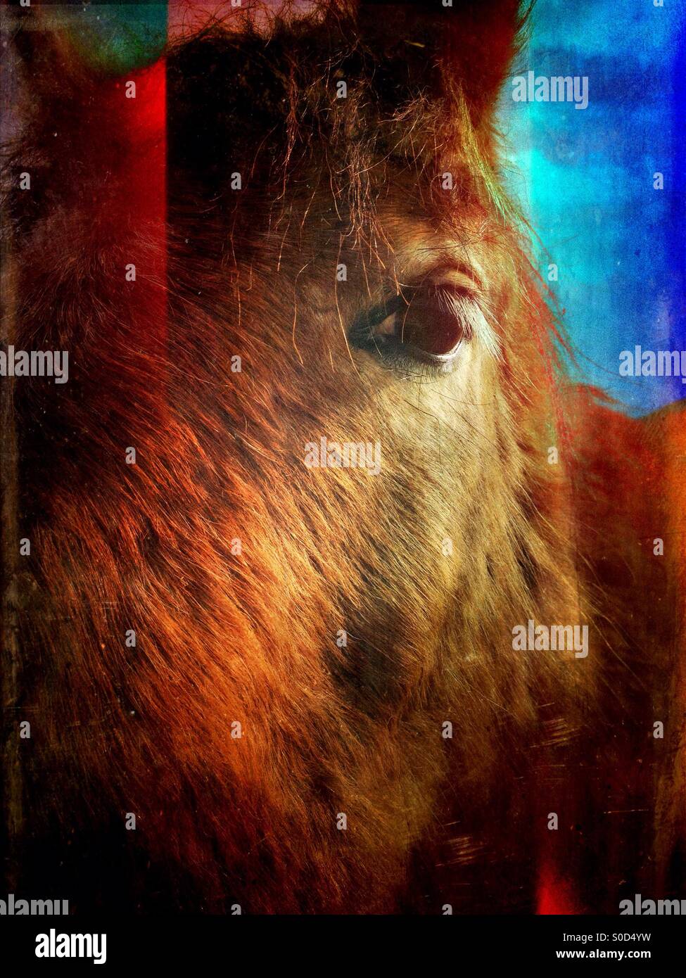 Close up of a Horse - Image de stock capturée avec un smartphone