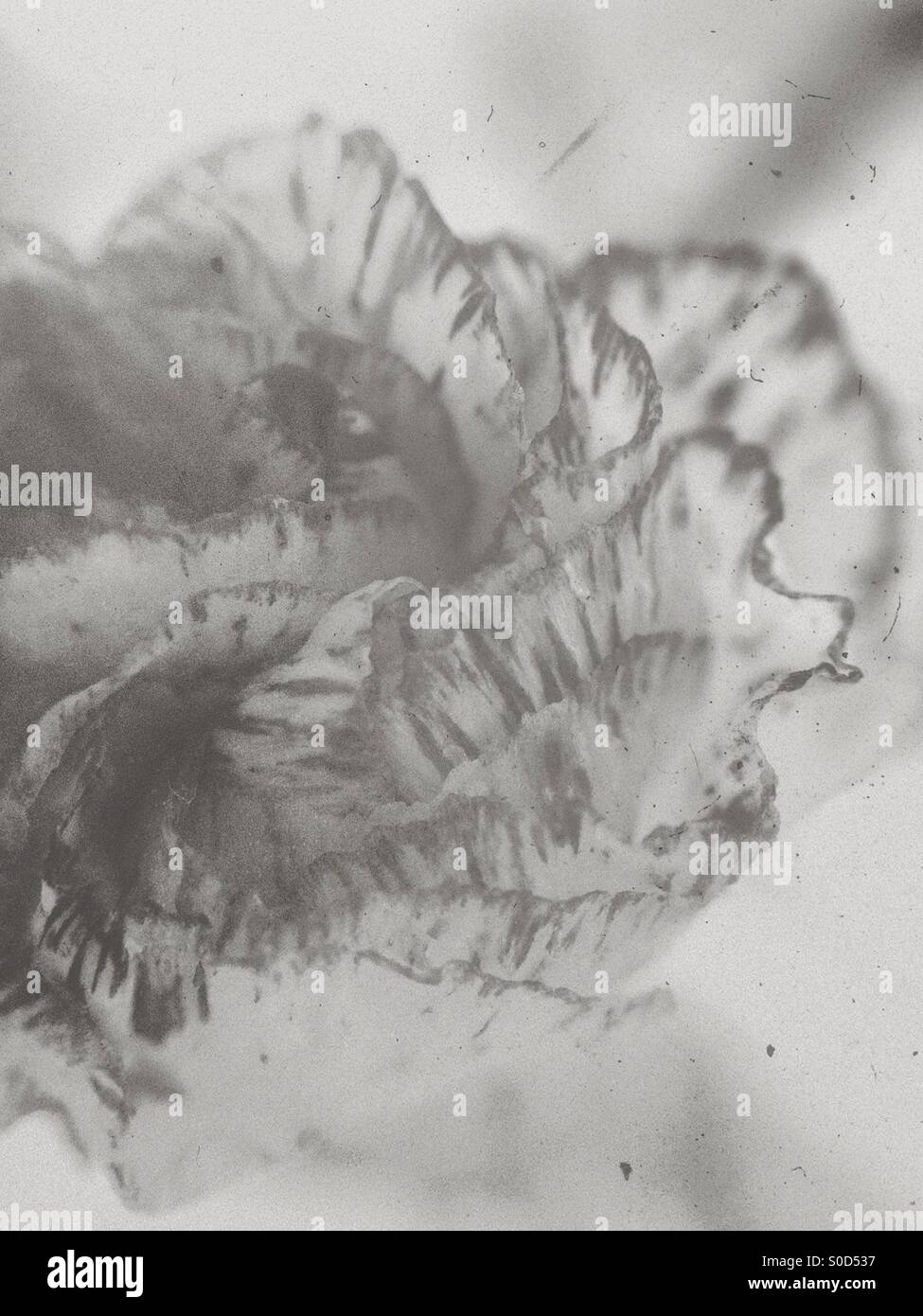 Gros plan d'une fleur oeillet en noir et blanc Banque D'Images