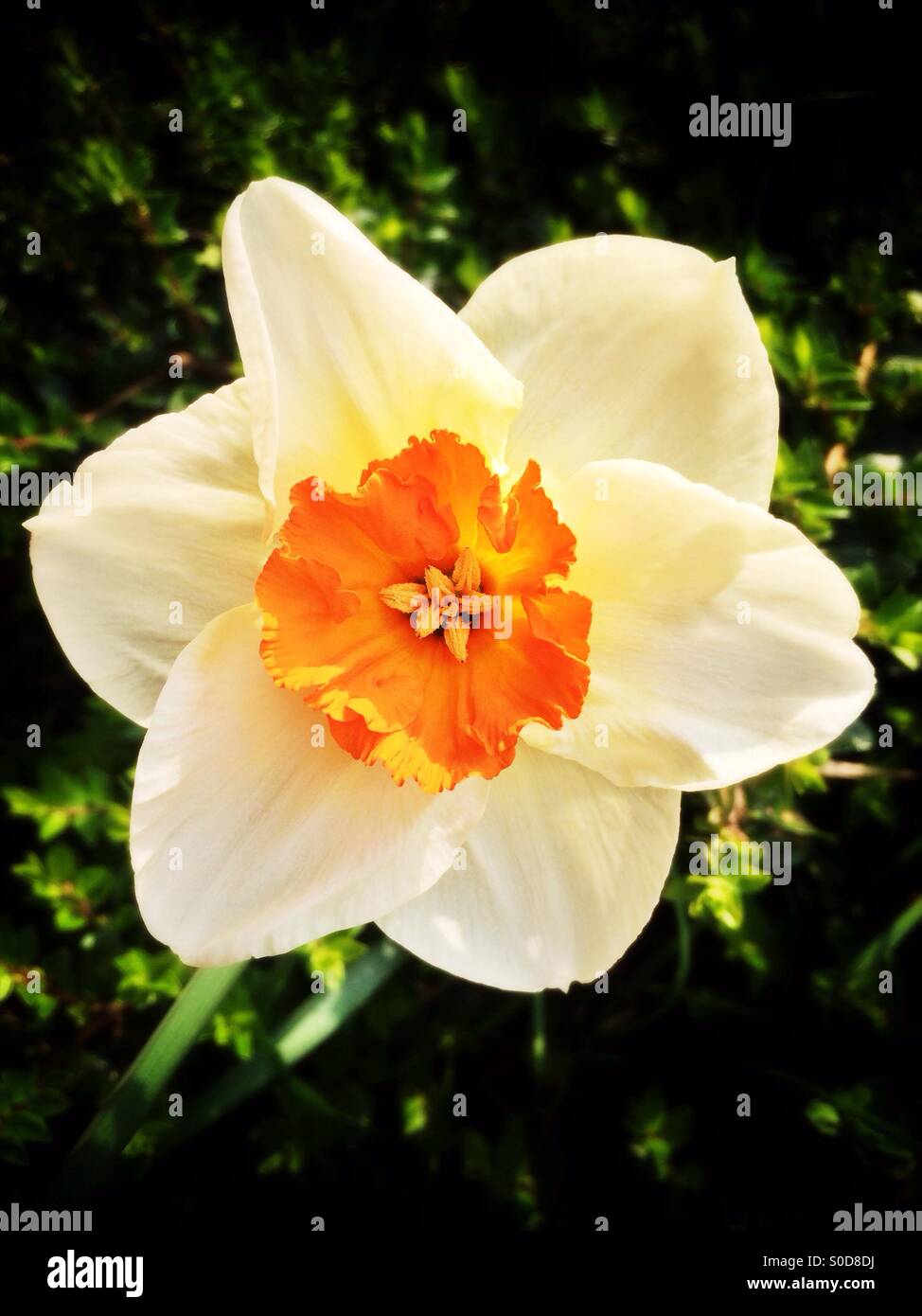 Blanc Orange Fleur jonquille Banque D'Images