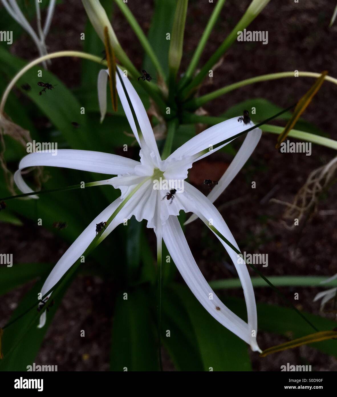 Un parfum frais de la fleur attire les insectes. Banque D'Images