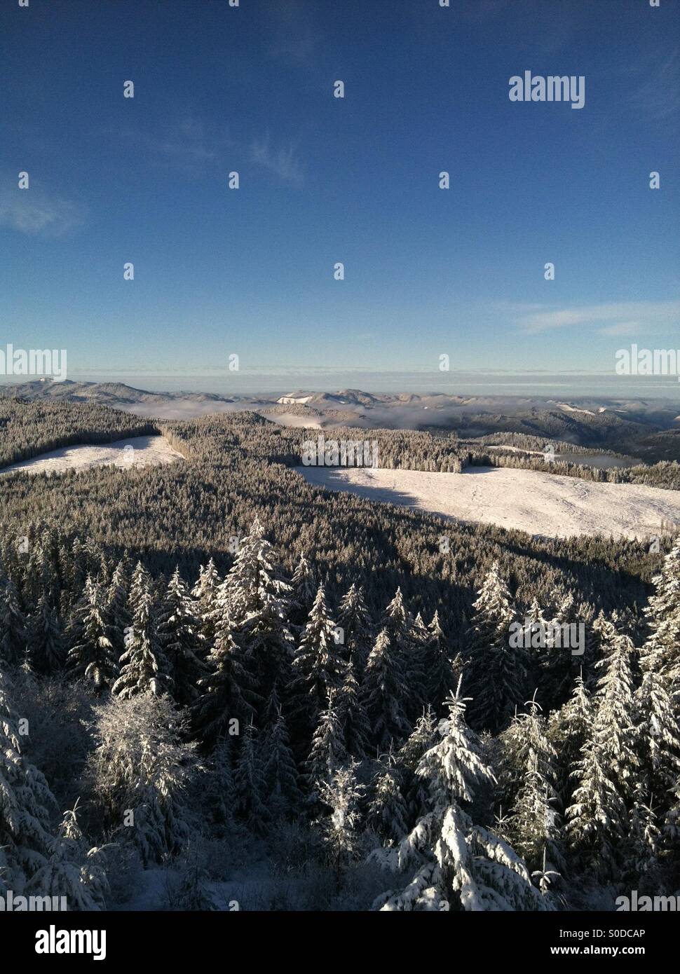 La Forêt nationale d'Umpqua Banque D'Images