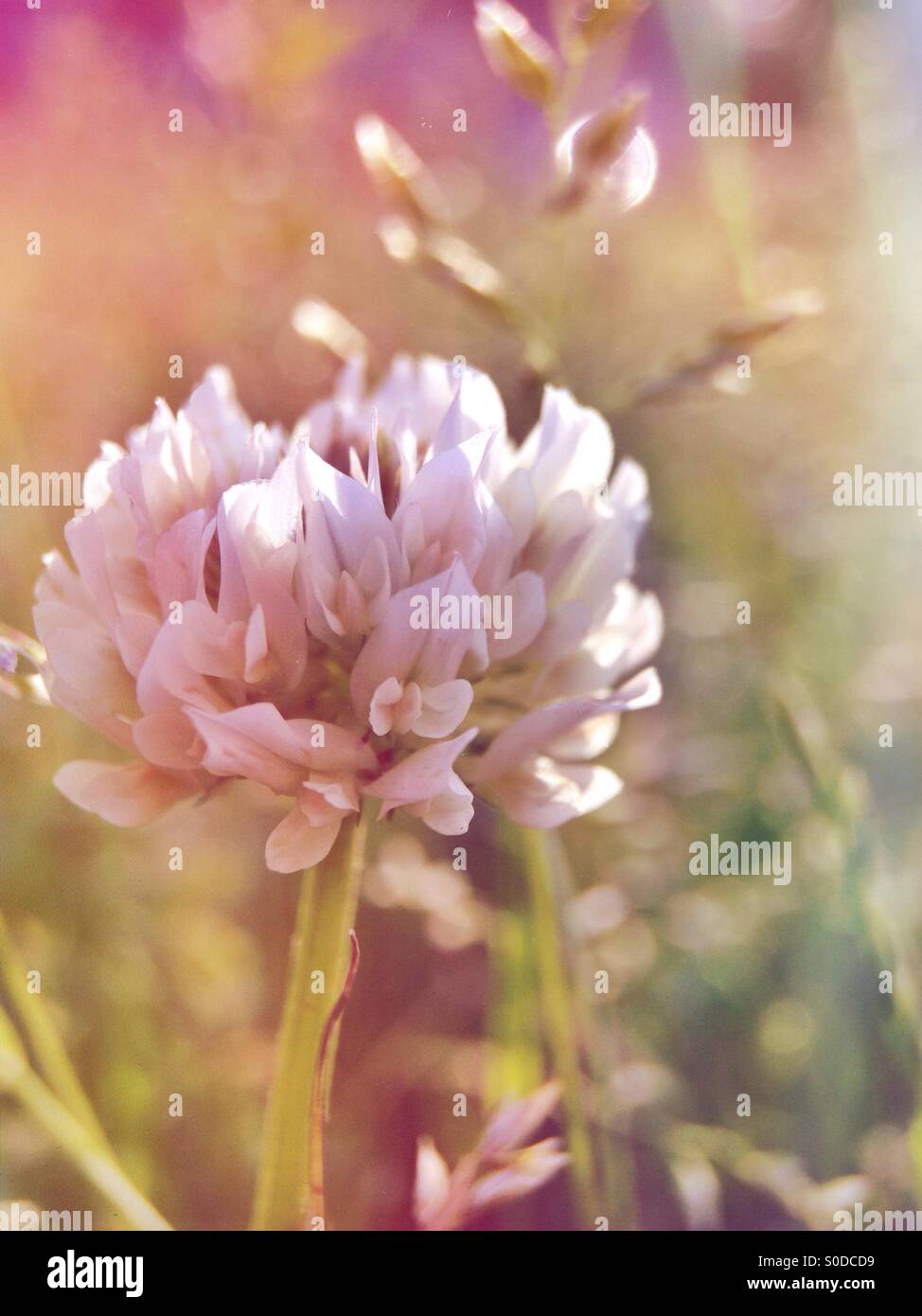 Fleur de trèfle - Image de stock capturée avec un smartphone