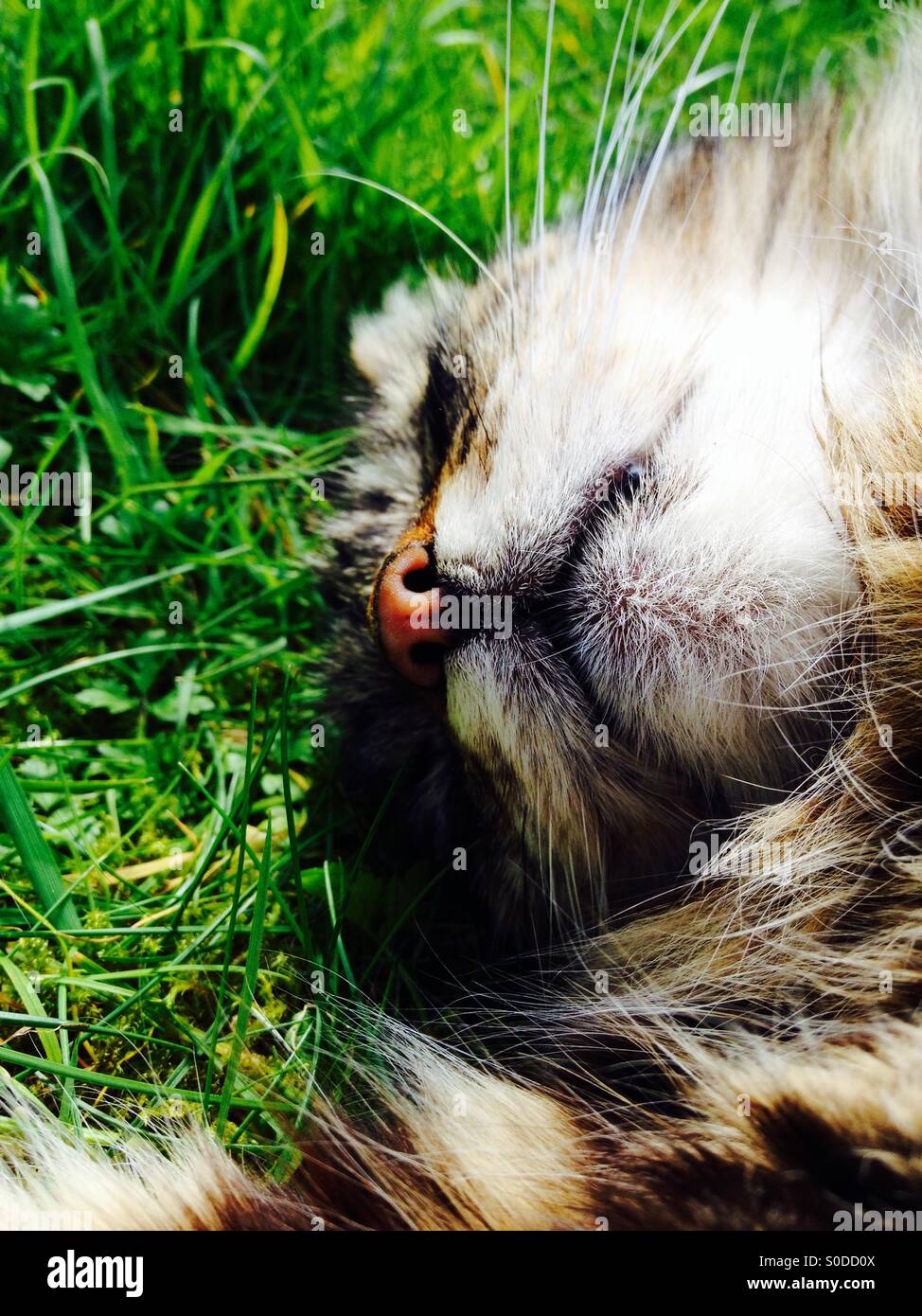 Chat tigré dormir sur la pelouse Banque D'Images