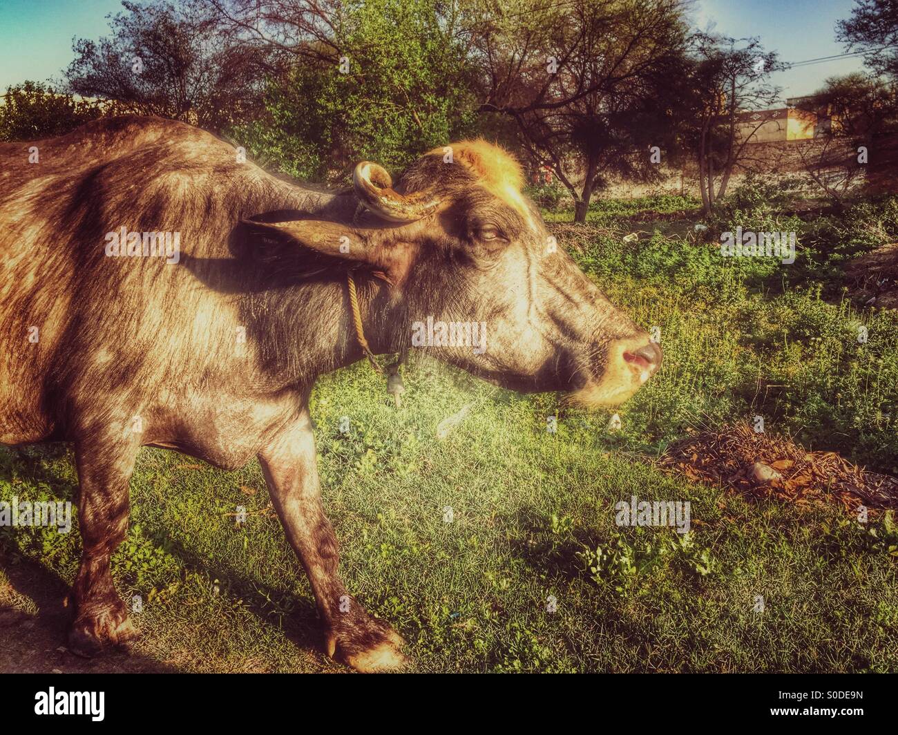 Buffalo dans le village agricole Kharian Pakistan Banque D'Images