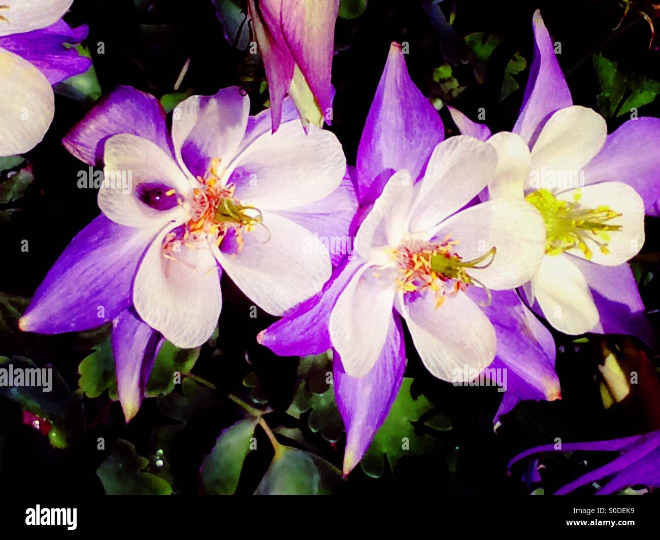 Fleurs vivaces Ancolie pourpre (Aguilena) - Image de stock capturée avec un smartphone
