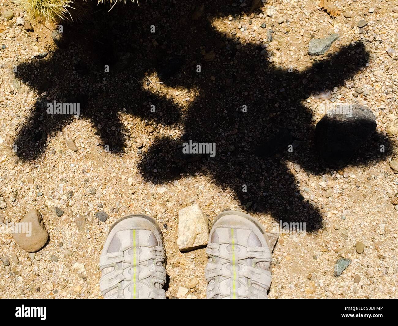 Comité permanent par l'ombre d'un cactus cholla au Parc National de Joshua Tree, California USA - Image de stock capturée avec un smartphone