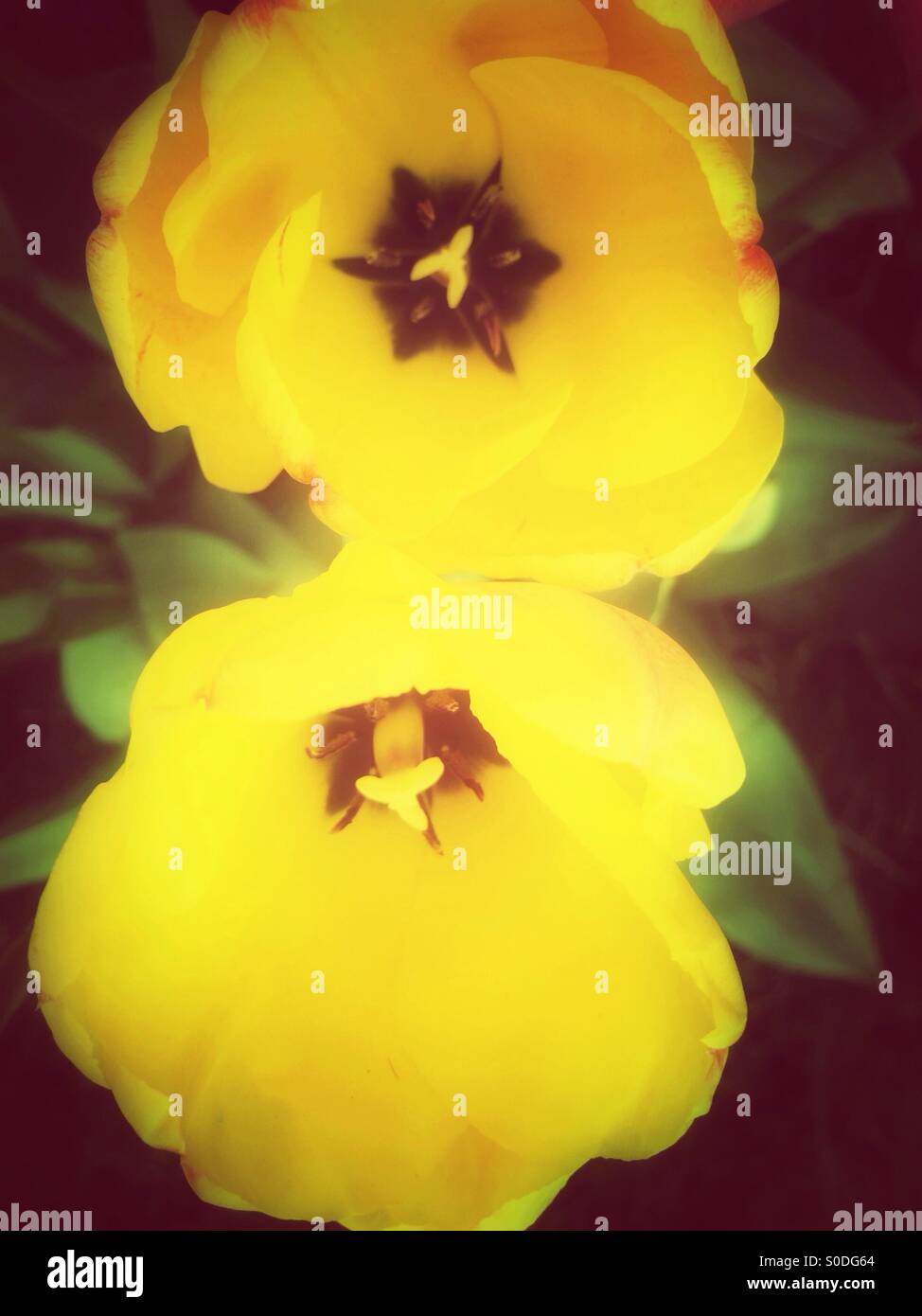 Fleurs de tulipe jaune Banque D'Images