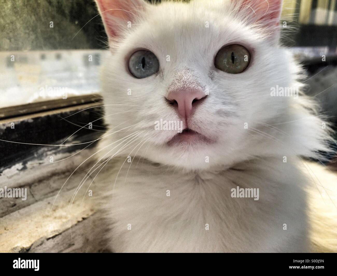 Chat blanc yeux impairs angora Banque D'Images