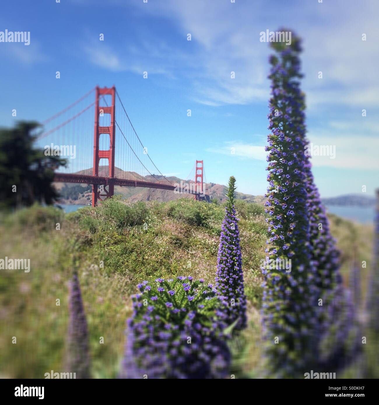 Des fleurs près de Golden Gate Bridge, San Francisco - Image de stock capturée avec un smartphone