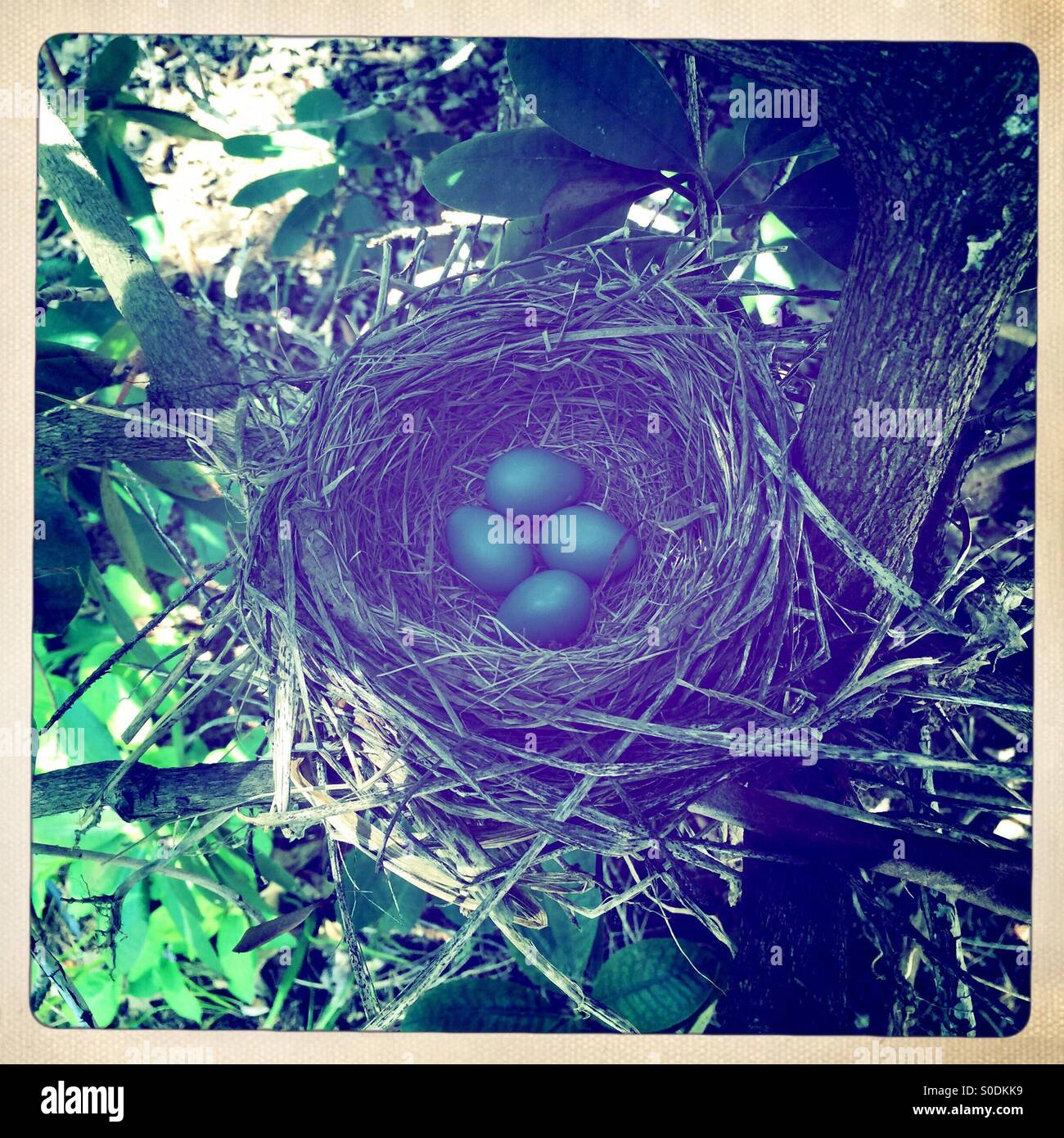 Robin quatre œufs dans un nid - Image de stock capturée avec un smartphone