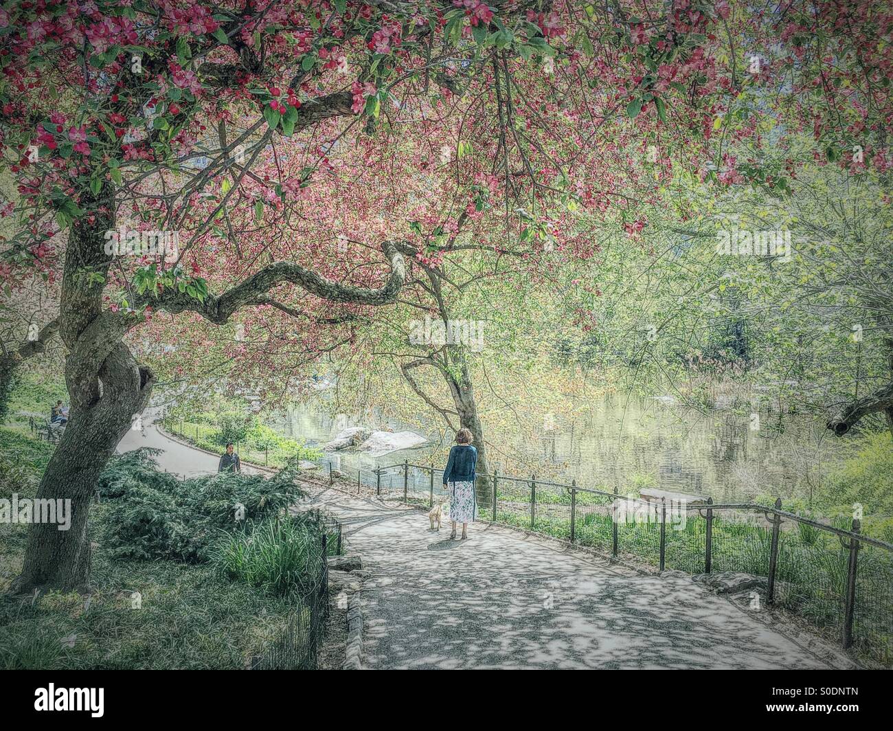 Le printemps à Central Park, NYC Banque D'Images