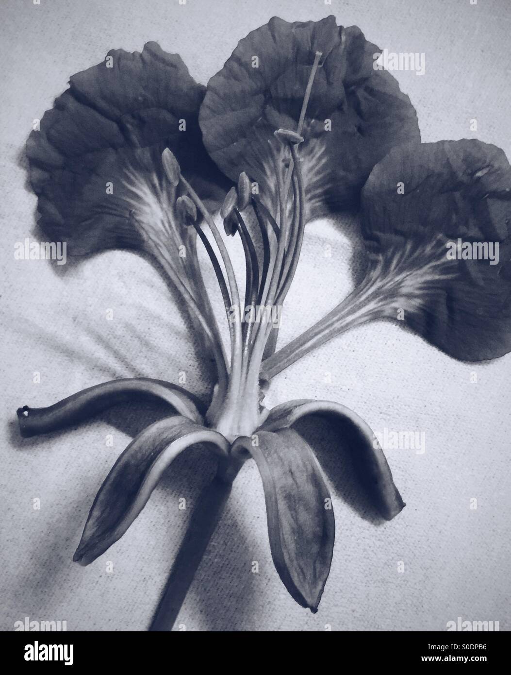 Fleur noir et blanc portrait. Banque D'Images