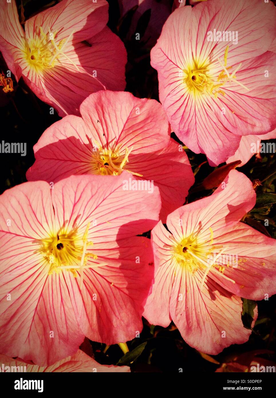 Fleurs roses dans un jardin. - Image de stock capturée avec un smartphone