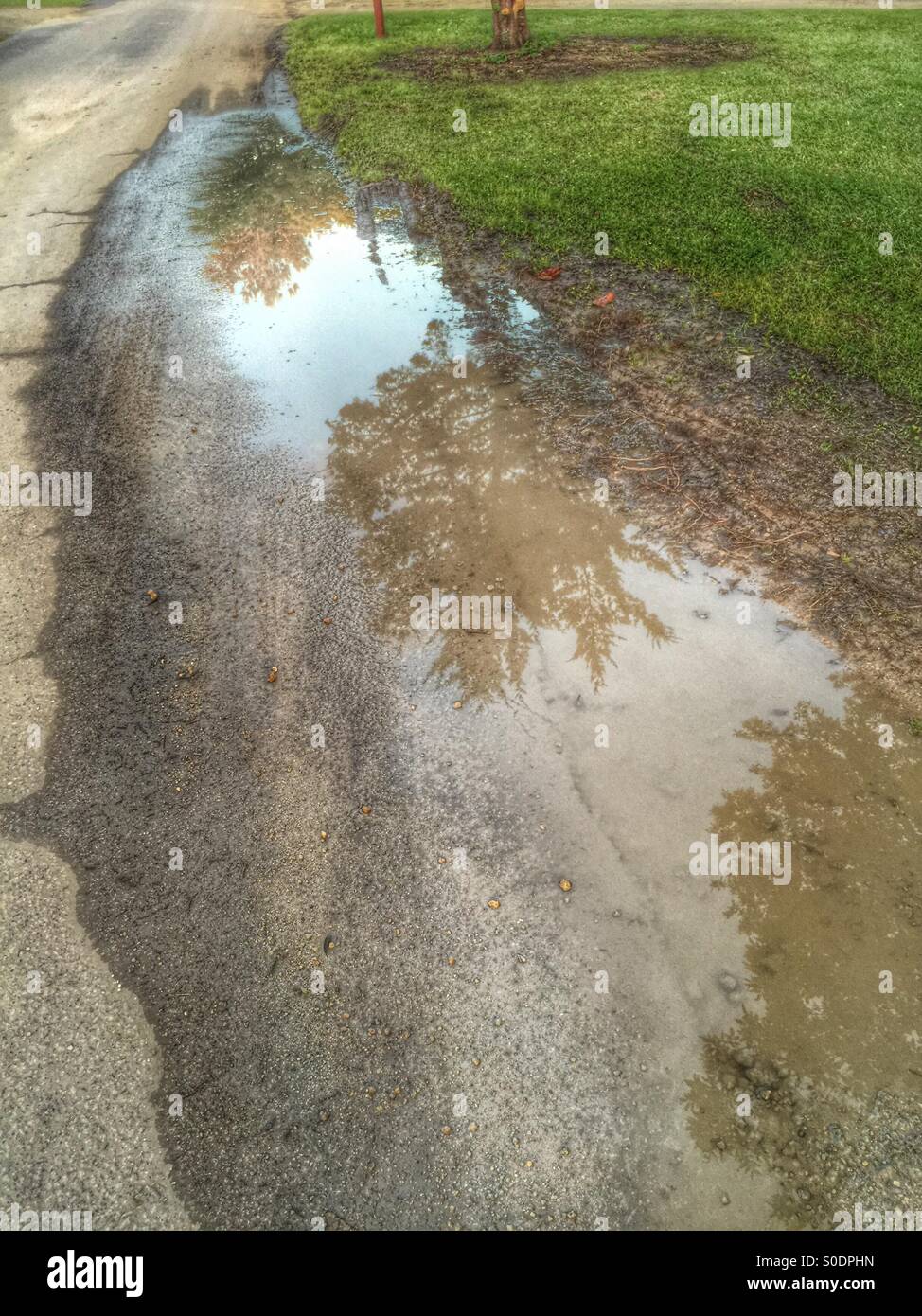 Pins dans une flaque d'eau de pluie Banque D'Images