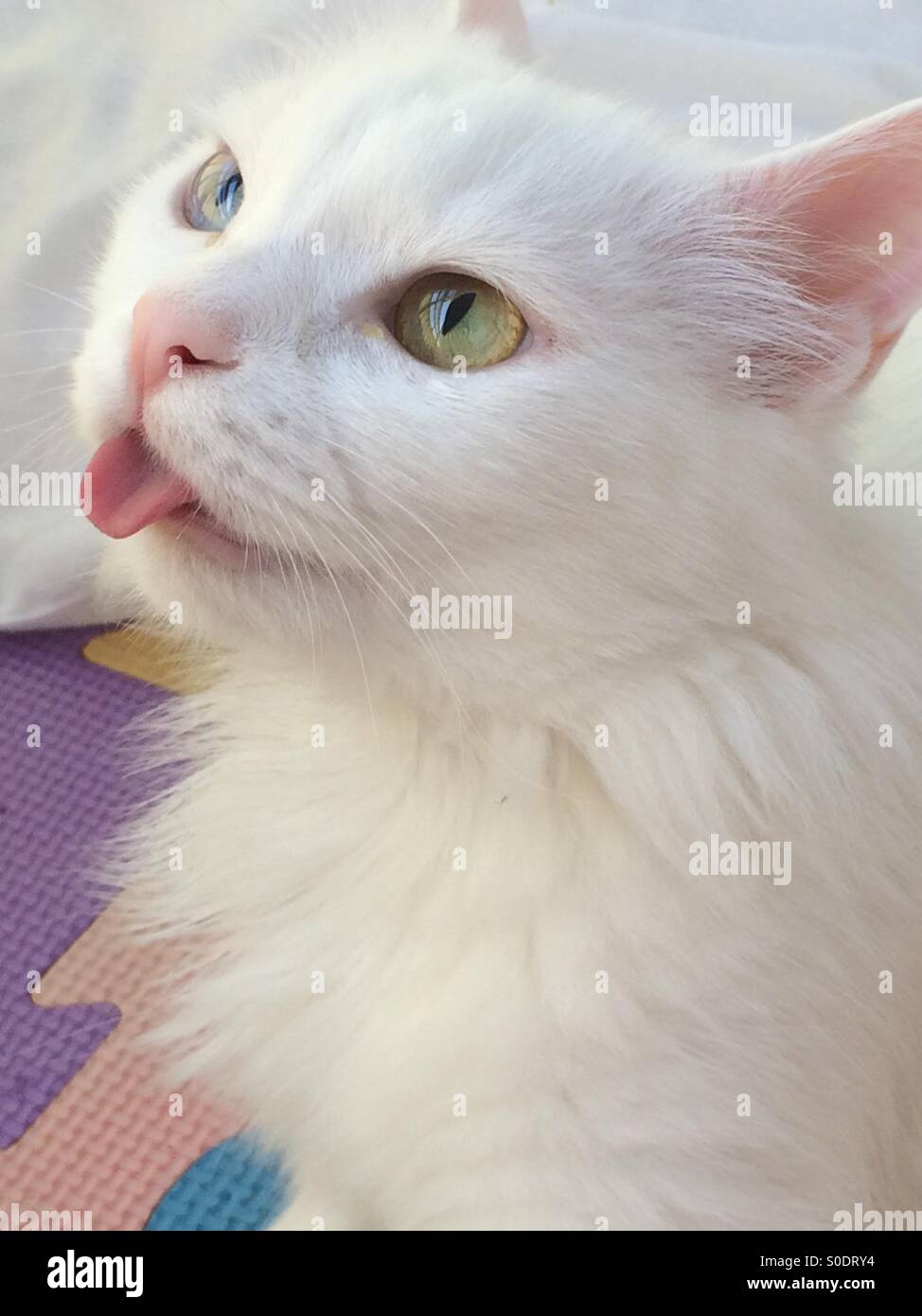 Blanc Angora yeux impairs langue de chat Banque D'Images