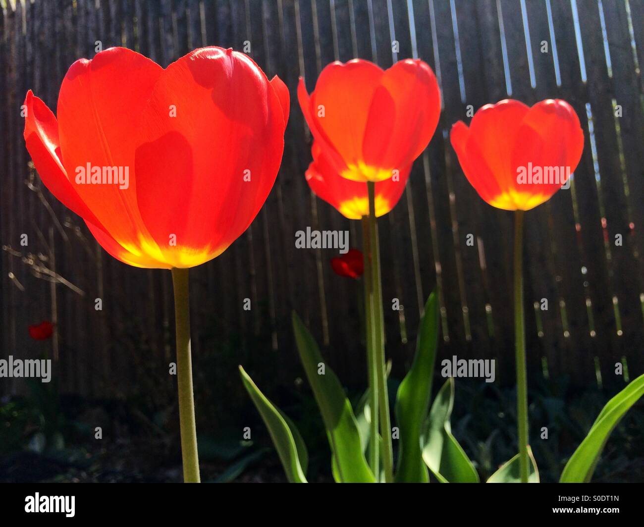 Tulipes rouges en fleurs à profiter du soleil contre une clôture en bois dans un jardin du New Jersey. - Image de stock capturée avec un smartphone
