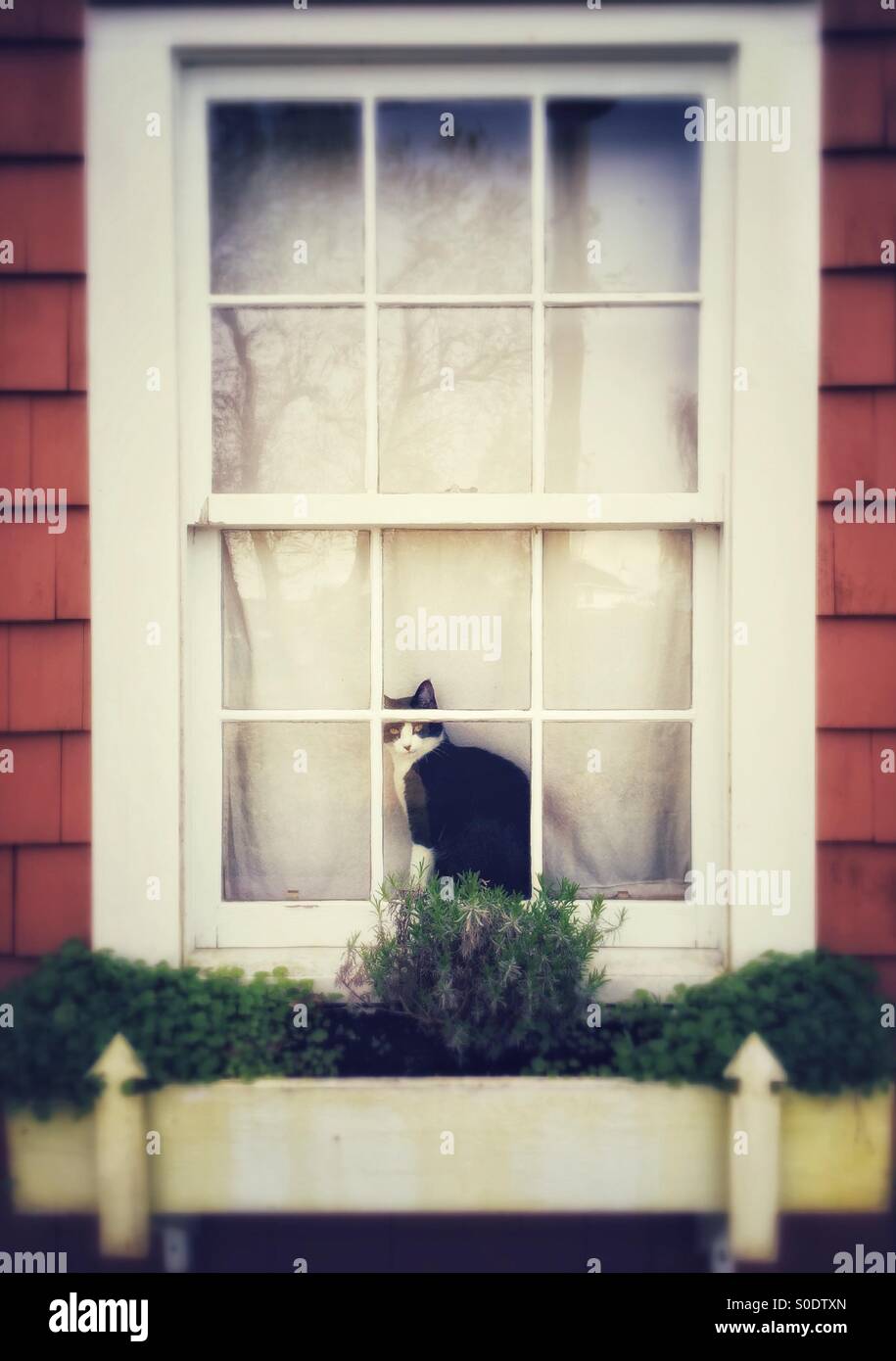 Le noir et blanc chat domestique en regardant les passants par le biais d'une vieille fenêtre. Banque D'Images