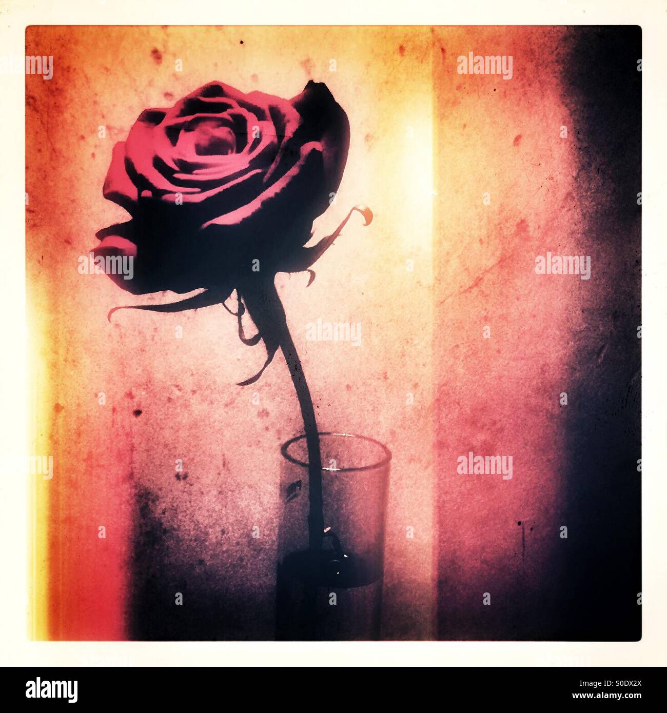 Une rose rouge - Image de stock capturée avec un smartphone