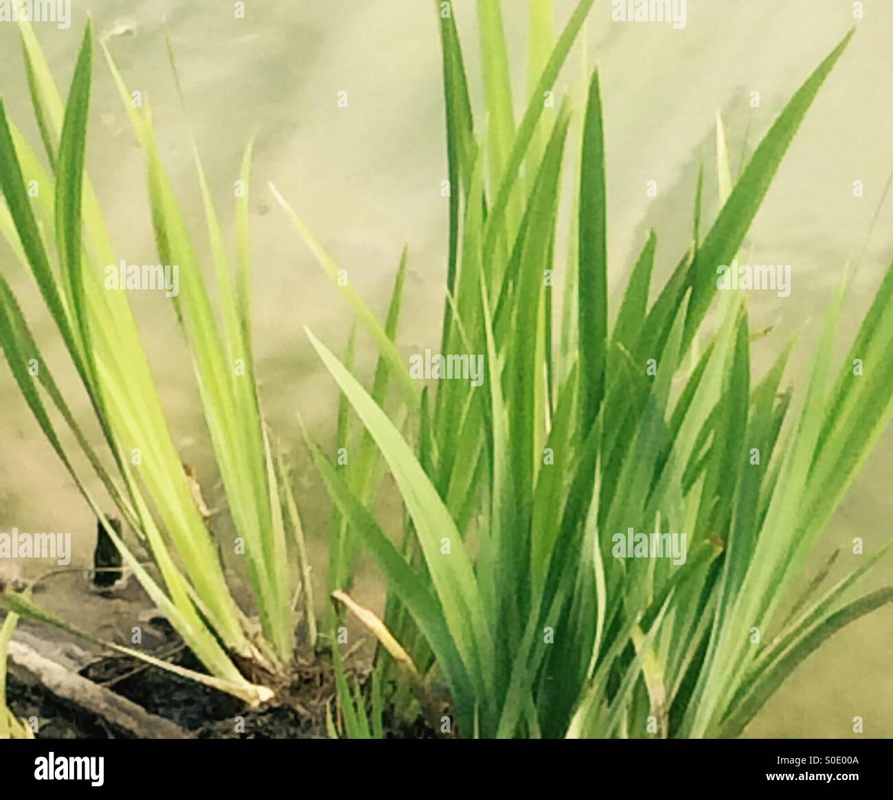 Brins d'herbe au bord de l'étang Banque D'Images