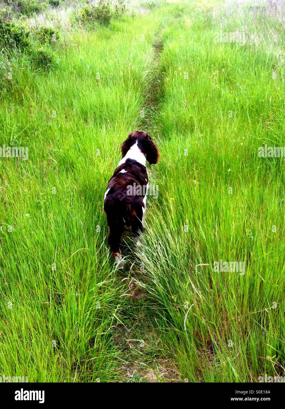 Springer Spaniel anglais attire l'odeur de gibier - Image de stock capturée avec un smartphone