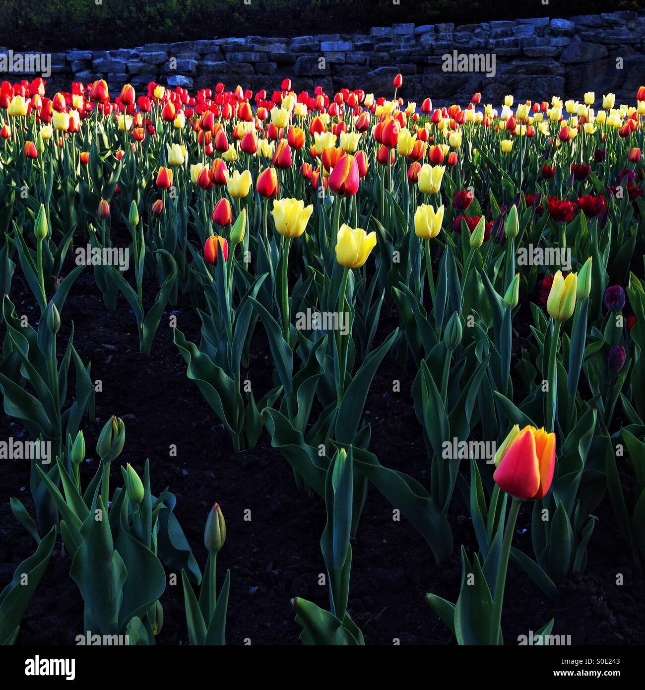 Tulipes jaunes et rouges, à Ottawa, Canada 2015. - Image de stock capturée avec un smartphone
