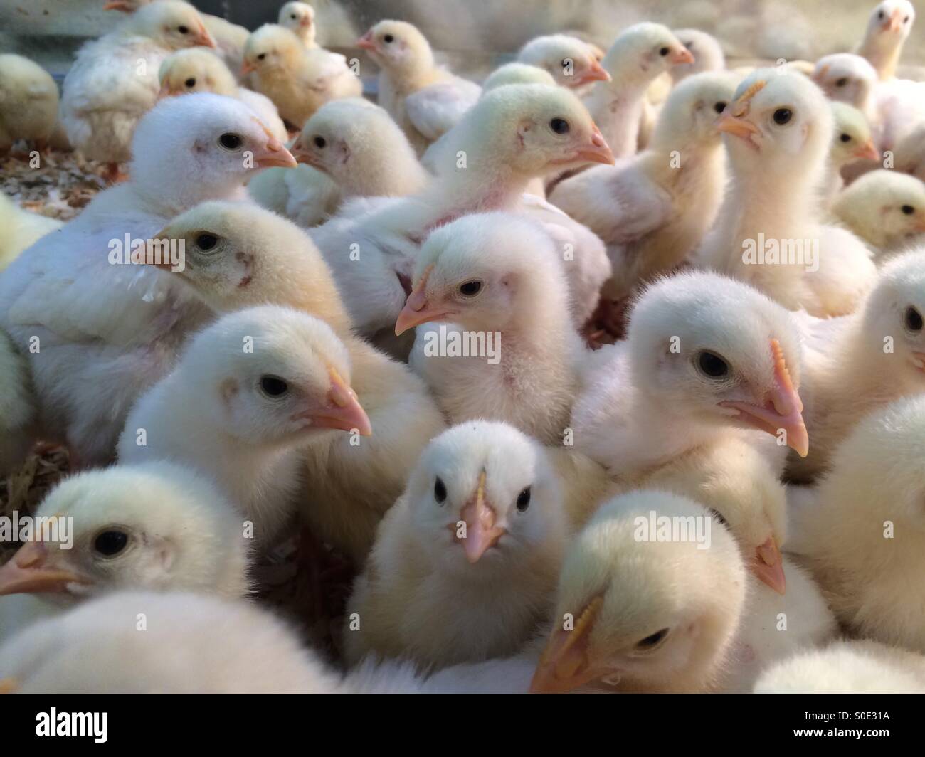 Poulets de bébé Banque D'Images