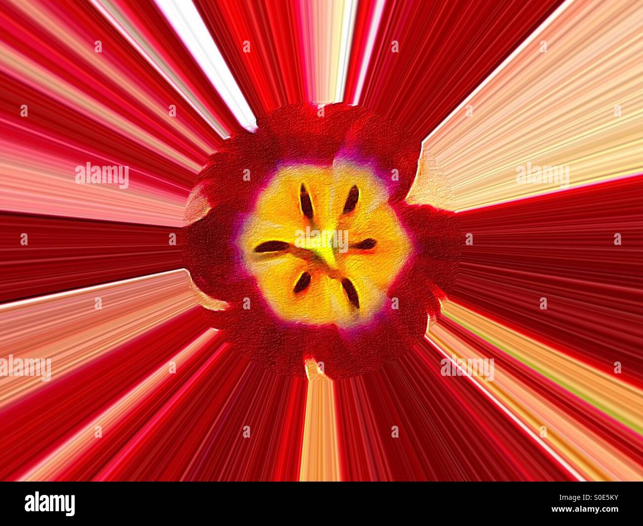 QuintEssential Tulip : un traitement impressionniste d'une tulipe rouge unique avec un centre jaune, Ontario, Canada. Une fleur transformée en un design artistique zoom arrière du centre dans des rayures peintes. - Image de stock capturée avec un smartphone