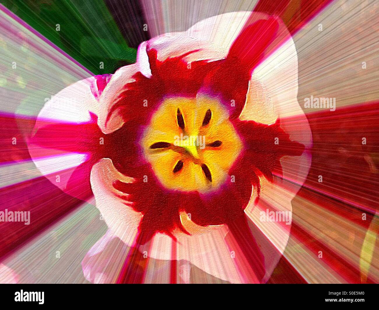 Tulip, un design abstrait. Le centre domine. Traînées rouges et blanches. Centre jaune. Fleur quintessence. Canada. Imaginer. Réinventé. - Image de stock capturée avec un smartphone