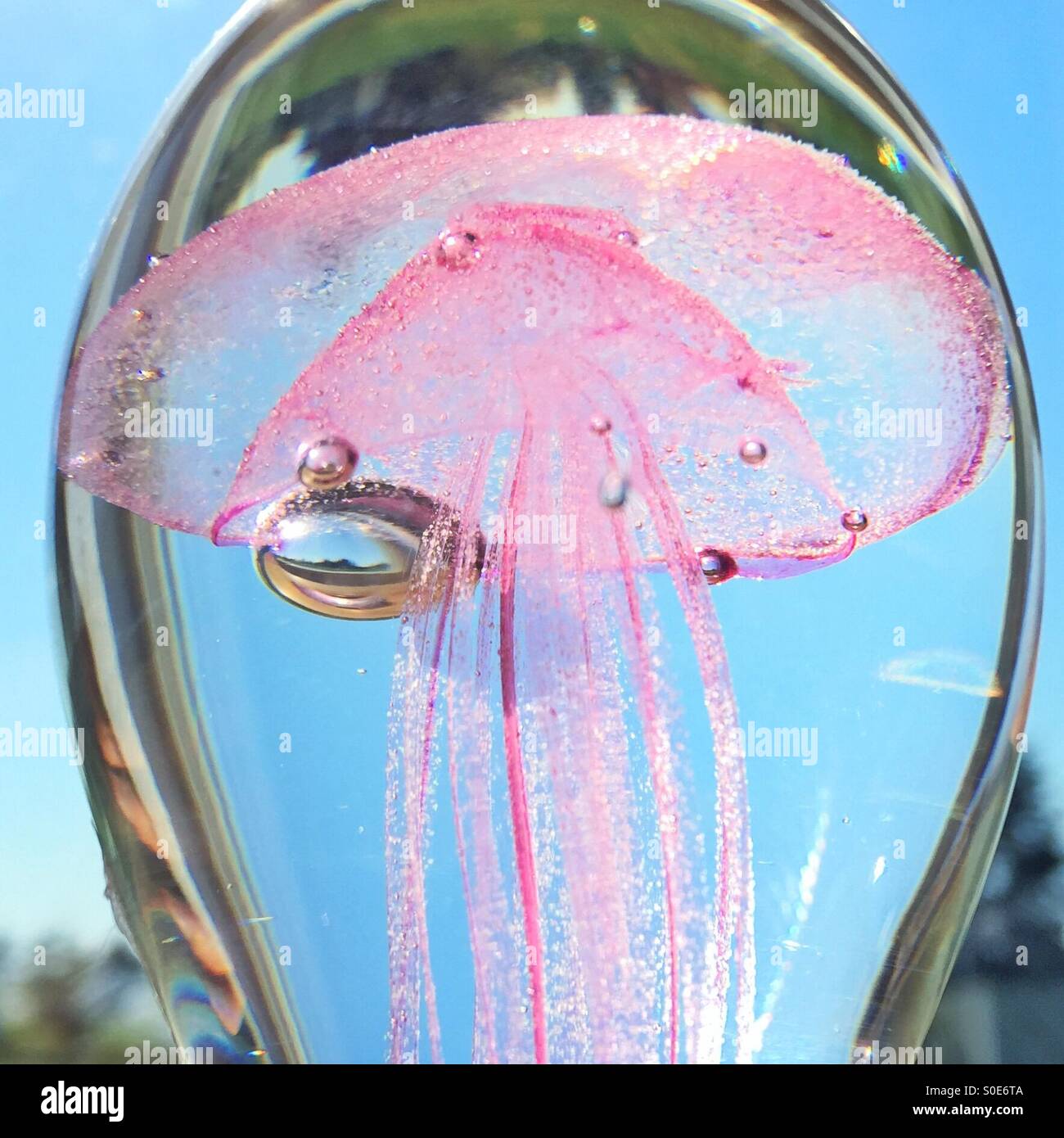 Presse-papier de verre en méduses - Image de stock capturée avec un smartphone