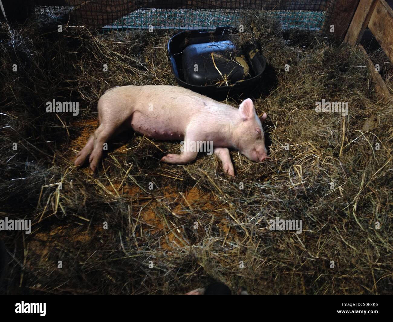 Une mère pig dormir sur le foin dans une grange Banque D'Images