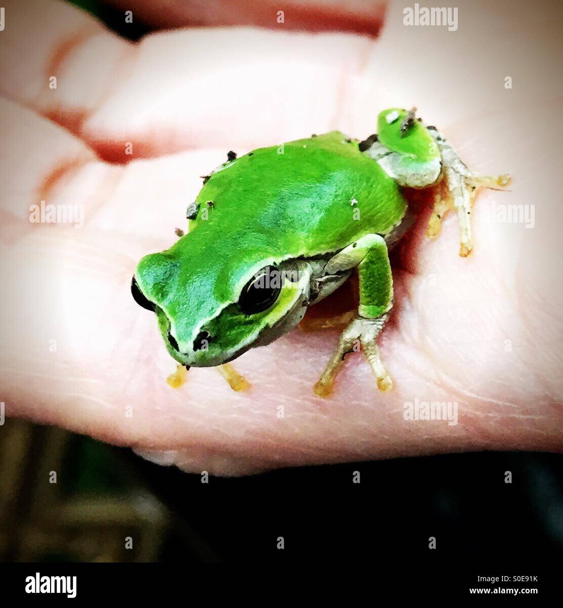 Vous avez la grenouille ? Banque D'Images