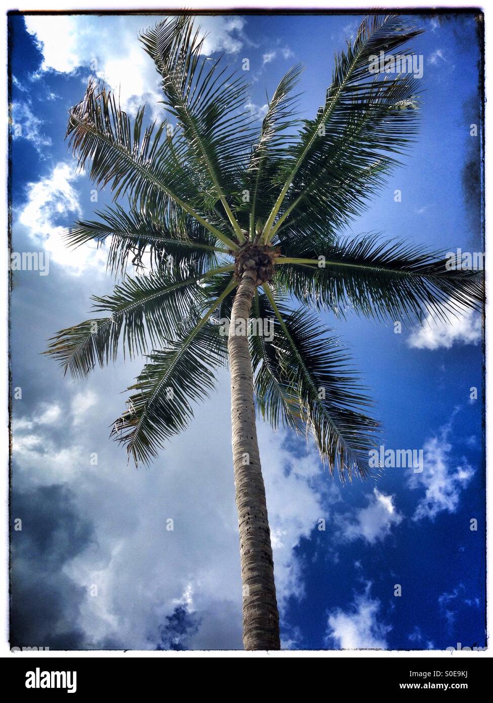 Un palmier dans les îles Vierges. Tropical Paradise concept Banque D'Images